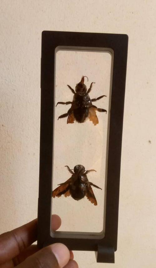 Real & Framed Giant Carpenter Bees - Xylocopa latipes in a [7x18]cm Frame - Image 2