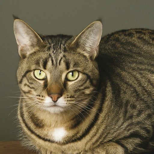 Tabby Cats A Guide to Their