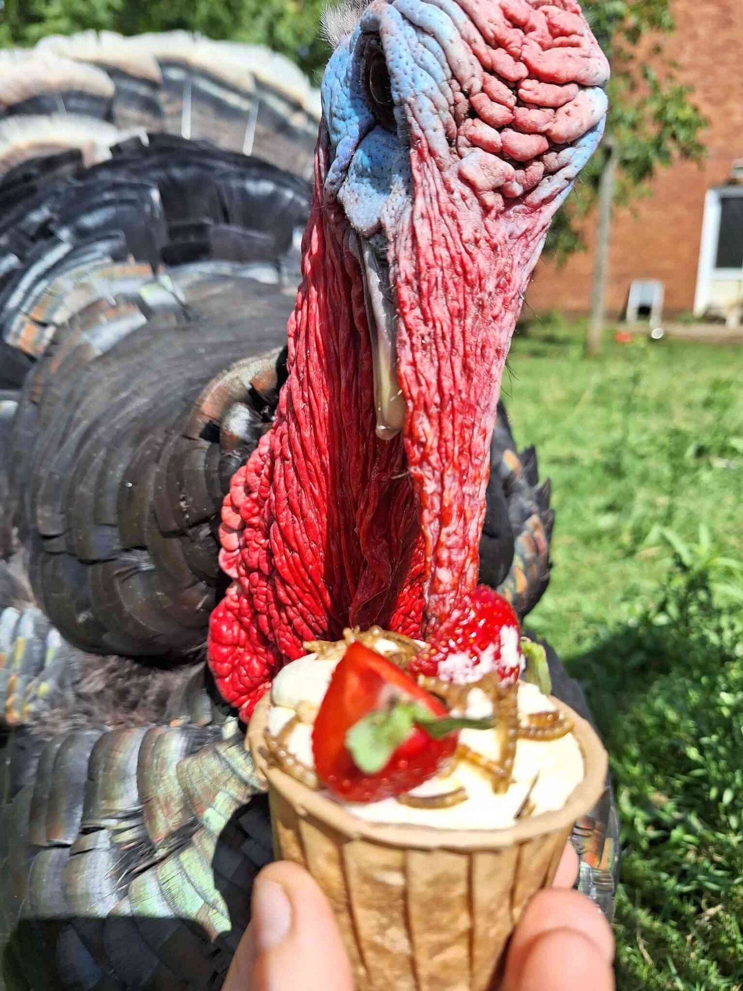 Peckalicious