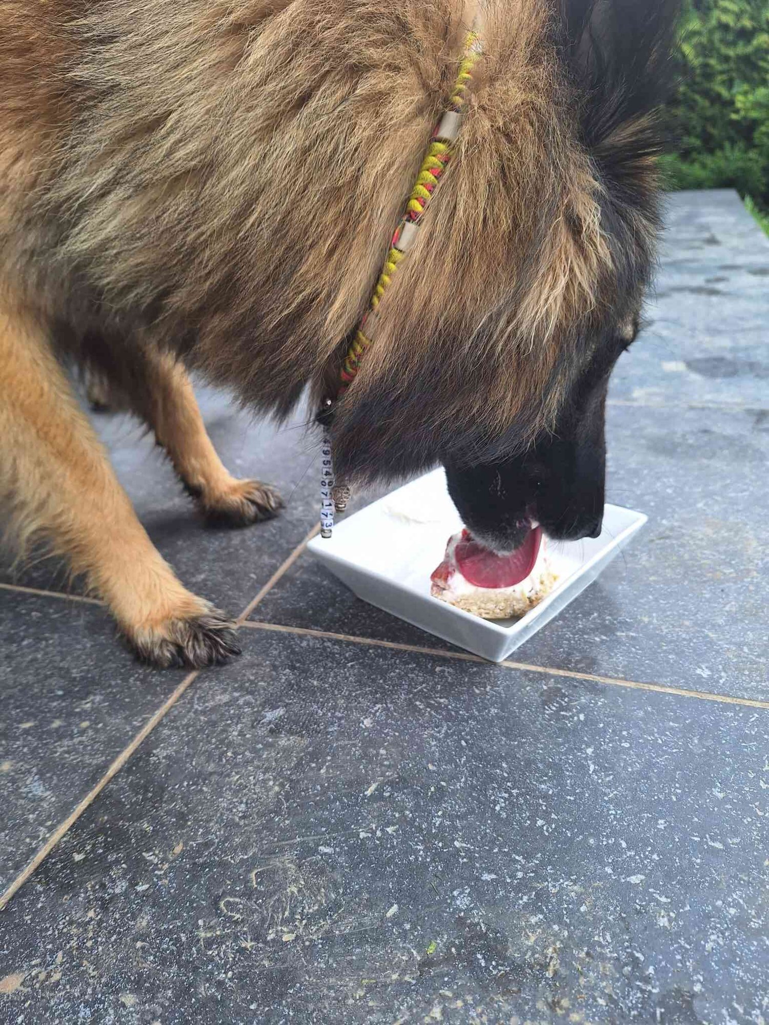 Dog eat cake - Afbeelding 2