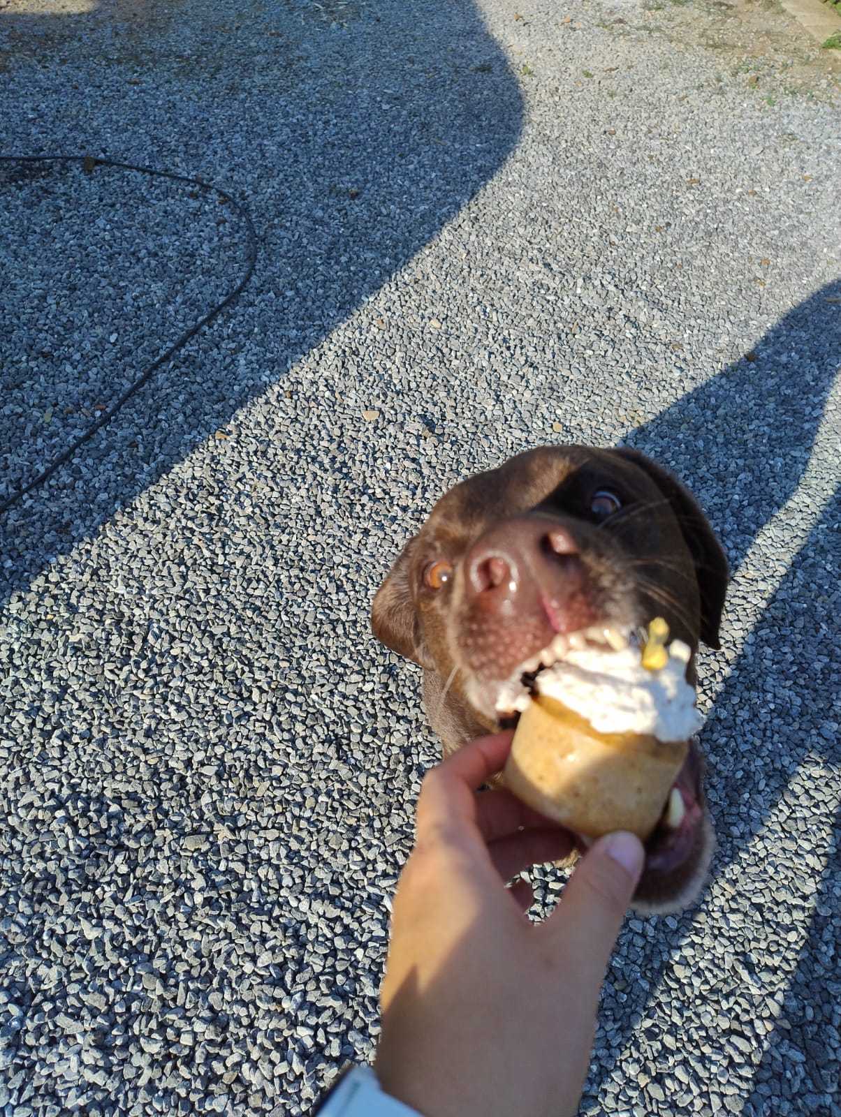 Pupcakes - Afbeelding 5