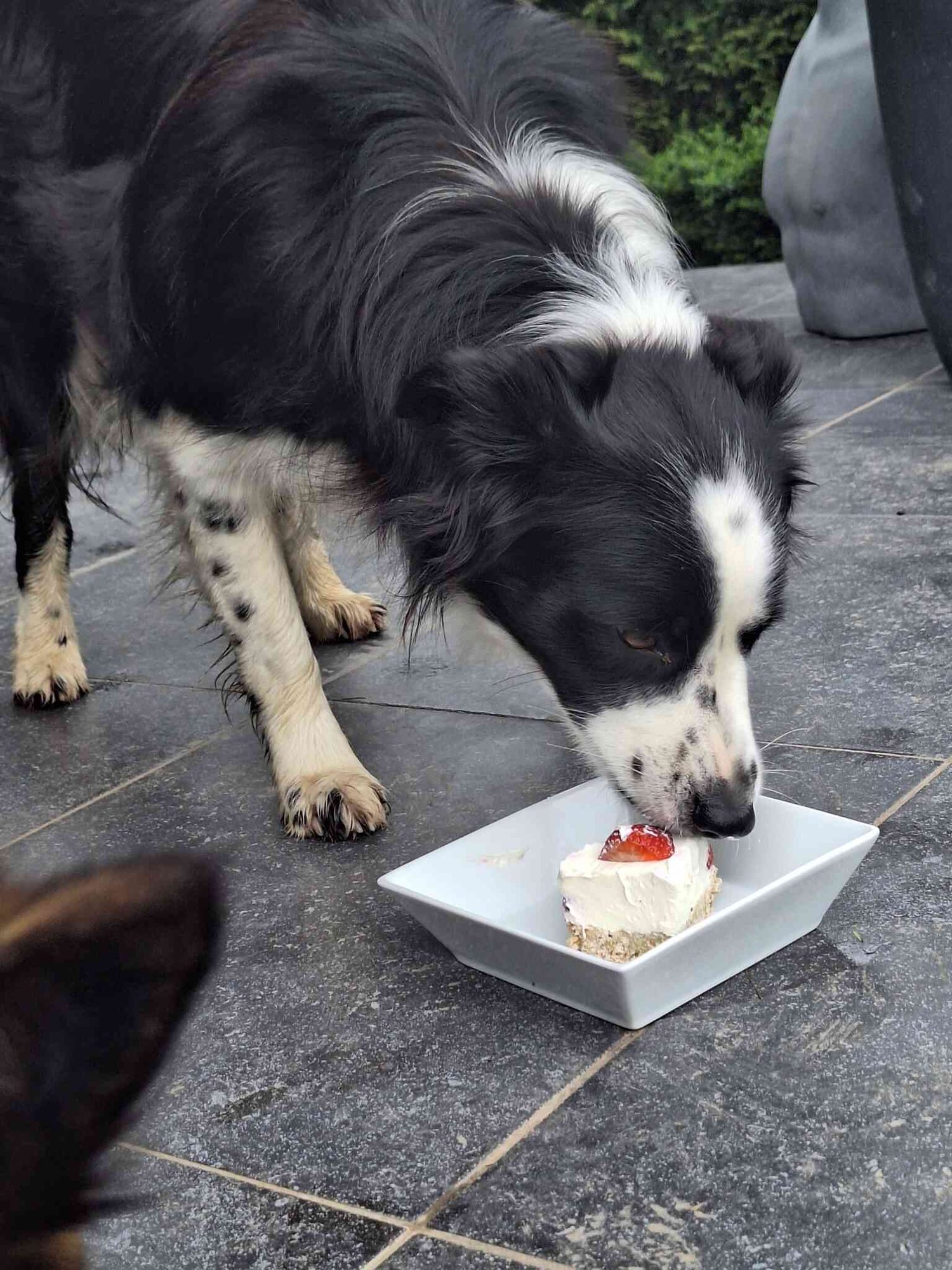 Dog eat cake