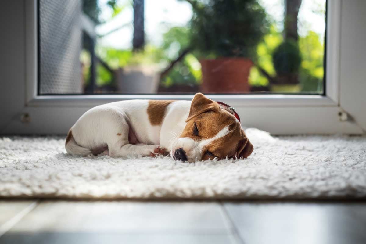 pets-and-rugs the best rugs for pets