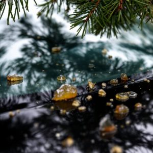 pine-sap-on-car pine-sap-on-car