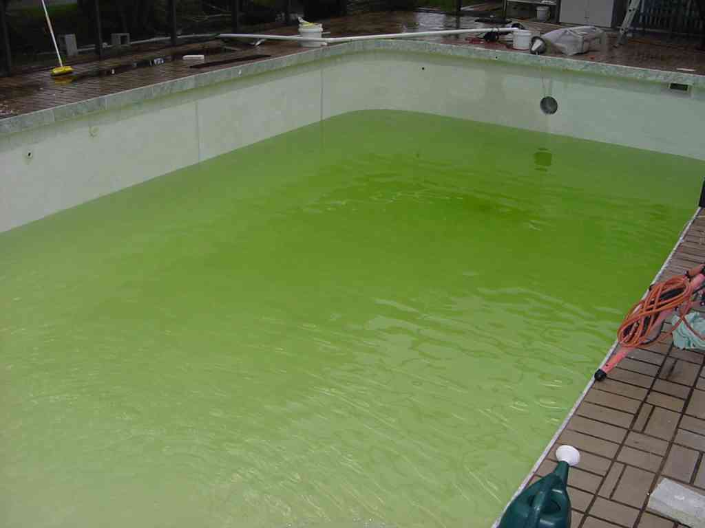 Home Say Goodbye to Green Pool Water: Guide to Clean Pools