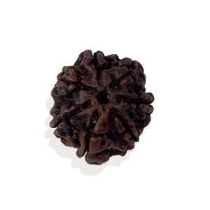 saat-mukhi-rudraksha.jpg Saat Mukhi/ Seven Faced Rudraksha