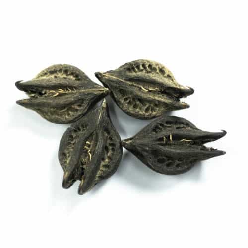 Bichoo-Mool-Jadibutti.jpeg Bichoo-Mool-Jadibutti.jpeg