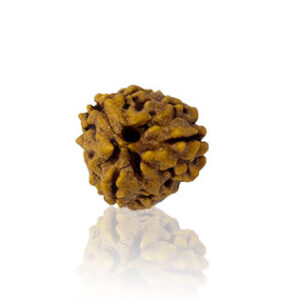 teen-mukhi-rudraksha.jpg Teen Mukhi / Three Faced Rudraksha