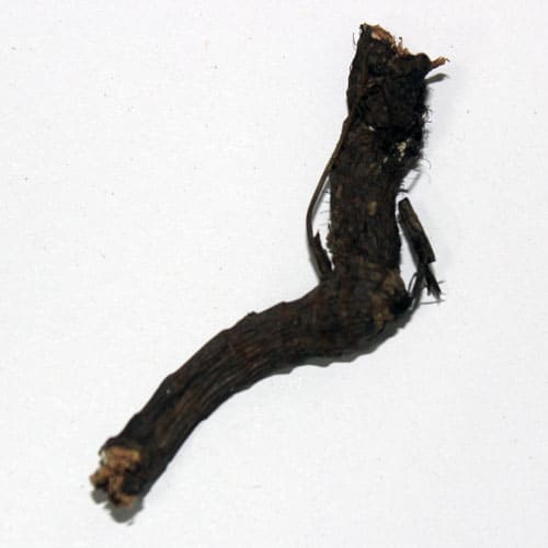 Nagarmotha-ki-Jadibutti.jpeg Nagarmotha Root