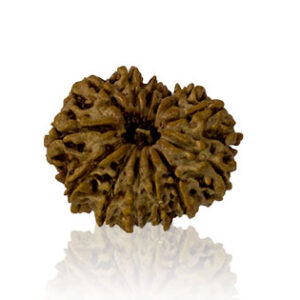 dus-mukhi-rudraksha.jpg Dus Mukhi / Ten Faced Rudraksha