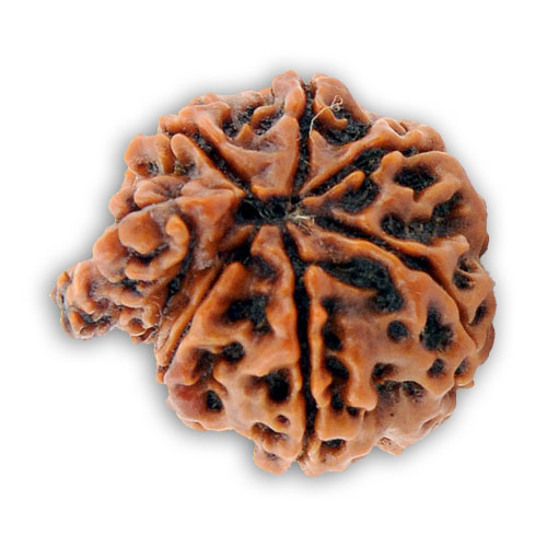 ganesha-mukhi.jpg Ganesh Mukhi Rudraksh