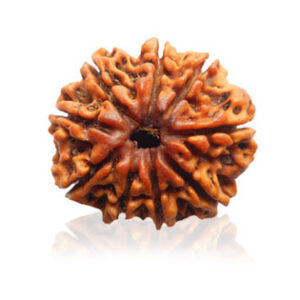 nau-mukhi-rudraksha.jpg Nau Mukhi/ Nine Faced Ruadraksha