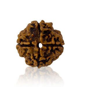 chaar-mukhi-rudraksha.jpg Chaar Mukhi/ Four faced Rudraksha