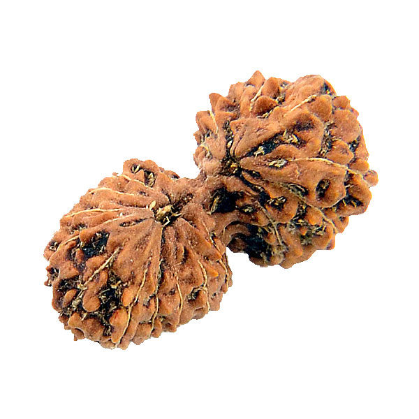 gauri-shankar-rudraksh.jpg Gauri Shankar Rudraksha