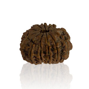 terah-mukhi-rudraksha.jpg Terah Mukhi/ Thirteen Faced Rudraksha