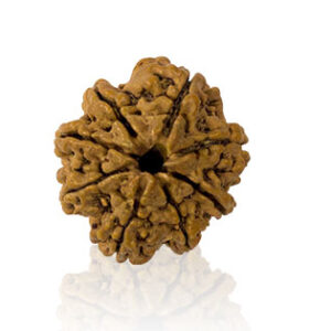 aath-mukhi-rudraksha.jpg Aath Mukhi/ Eight Faced Rudraksha