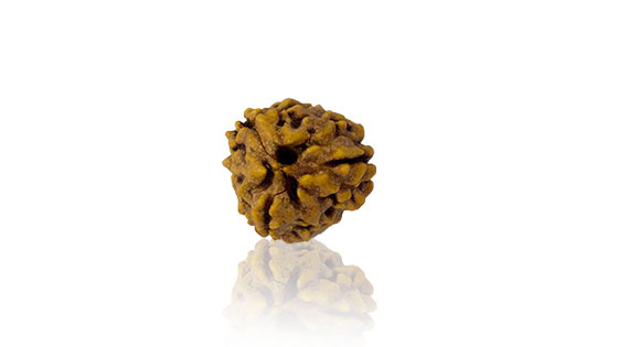 teen-mukhi-rudraksha.jpg Teen Mukhi / Three Faced Rudraksha