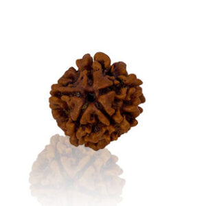 panch-mukhi-rudraksha.jpg Panch Mukhi/ Five Faced Rudraksha