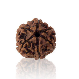 chhah-mukhi-rudraksha.jpg Chhah Mukhi/ Six Faced Rudraksha