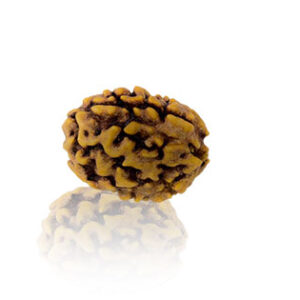 do-mukhi-rudraksha.jpg Do Mukhi / Two faced Rudraksha