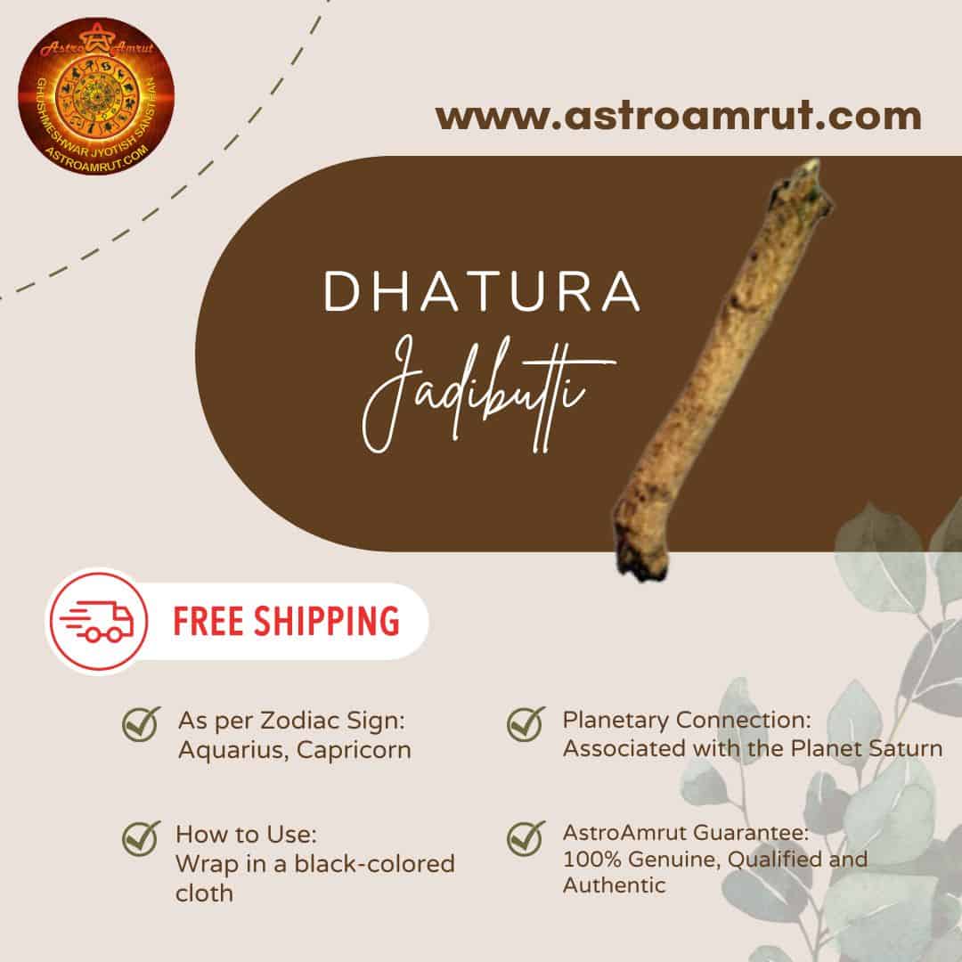 Dhatura_Jadibutti_AstroAmrut Dhatura_Jadibutti_AstroAmrut