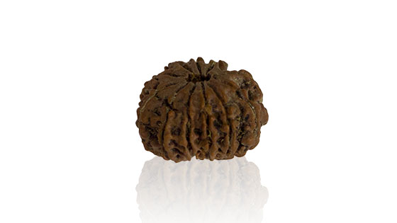 terah-mukhi-rudraksha.jpg Terah Mukhi/ Thirteen Faced Rudraksha