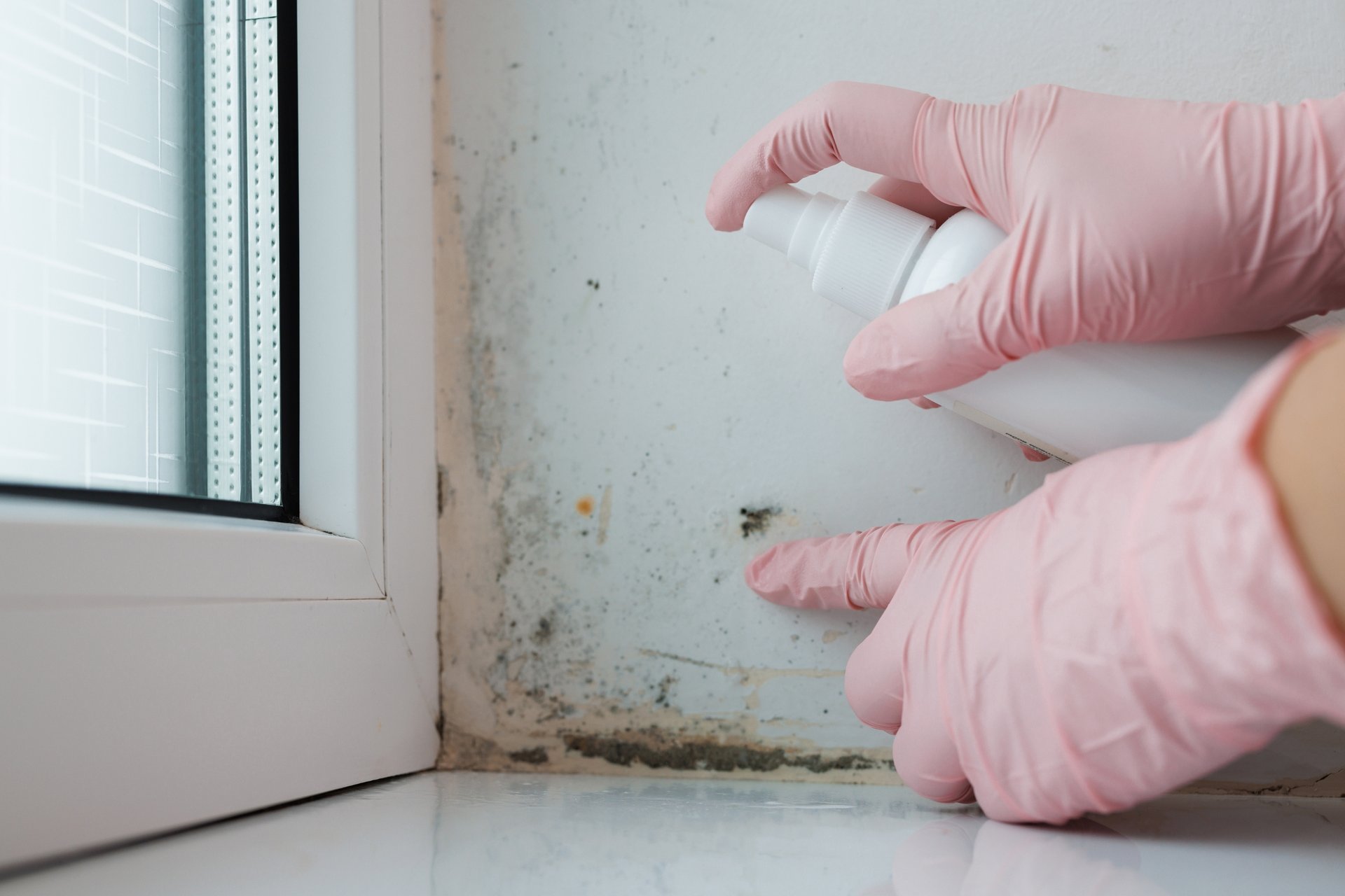 A Brisbane Homeowner’s Guide to Mould Prevention 1 Hand in pink glove pointing at dark mould spots on white wall near window while spraying cleaning solution Brisbane