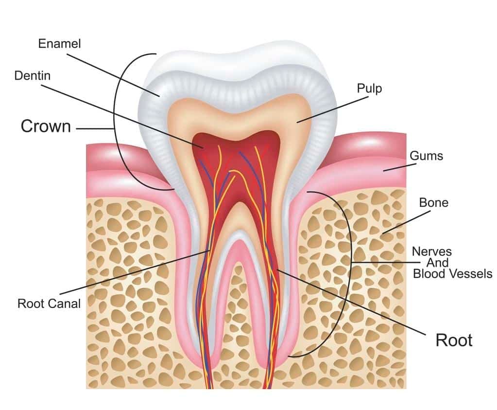 Root Canal
