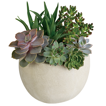 Tirari Beauty Succulent Flower Arrangement