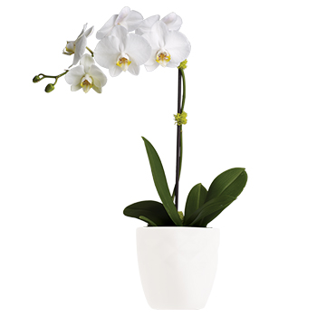 Opulance Plant