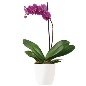 Imperial Purple Indoor Plant