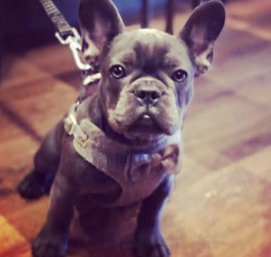 {{brizy_dc_image_alt imageSrc=