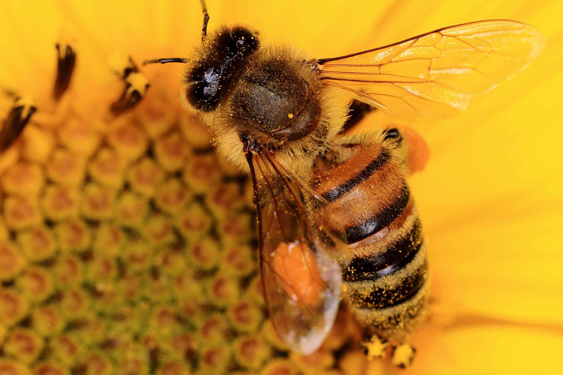 a beautifull bee posed in a big yellow flower