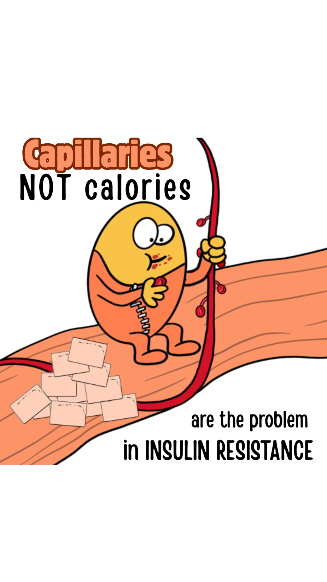 You lift weights. Microtears form. Growth begins.
But what if the repair team can’t get supplies?
This is what happens when capillaries disappear — and why it matters more as you age, especially with insulin resistance or type 2 diabetes.
You can fight back — but it starts with understanding the problem.
Capillaries — not calories — are the problem.
#musclehealth #betterbodychemistry #insulinresistance #type2diabetes
#musclerepair #capillaries #bloodflow #agingwell #metabolichealth #muscleloss