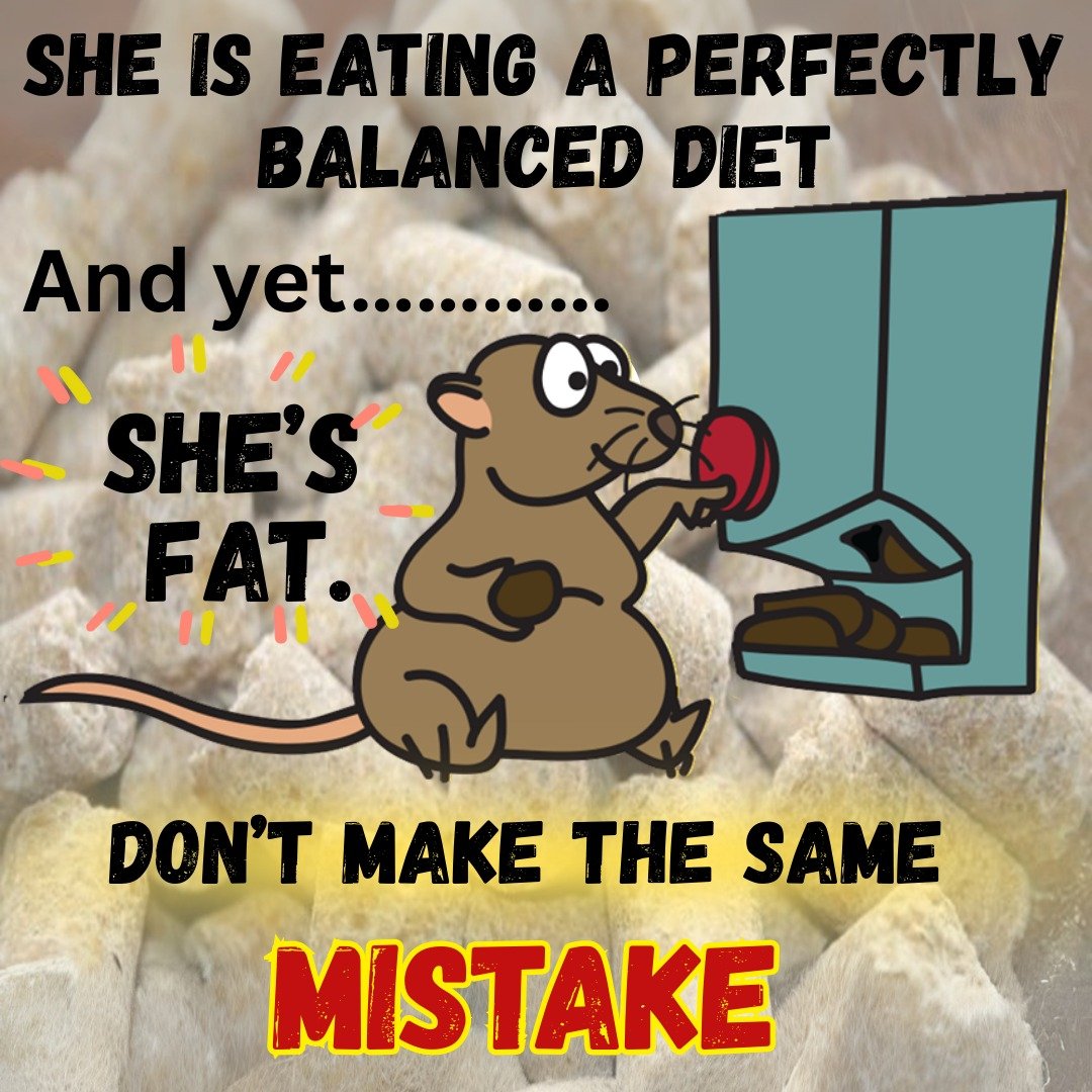 ⚖️ The heartbreaking truth about "perfect" diets...
Does this feel like you ?
The sand rats are trying to warn us: the "balanced diet" isn't the answer. There's something else - something we encounter every single day - that trumps all the perfect eating in the world.
The answer is in the Ultimate LIfe Hacking bundle 💔
Grab the Sand Rats secret to a Lighter Body and all the other goodies now.
Link in bio
#balanceddietmyth #dietmistake #metabolictruth
#biohacking
#ultimatelifehackingbundle
#metabolicsecret
