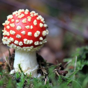 Anti Fungal Treatment