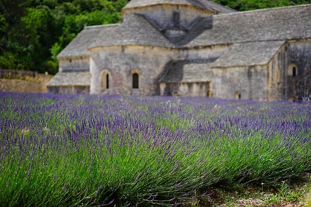 lavender Essential Oils