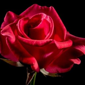 Rose Water 100ml