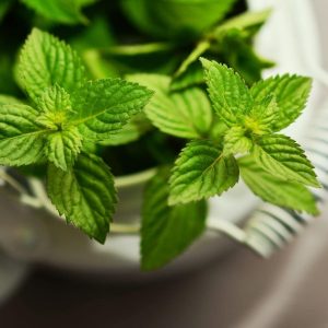 Peppermint Essential Oil