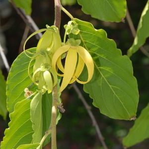 ylang ylang essential oil