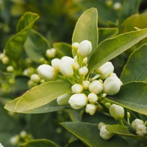 Neroli Essential Oil