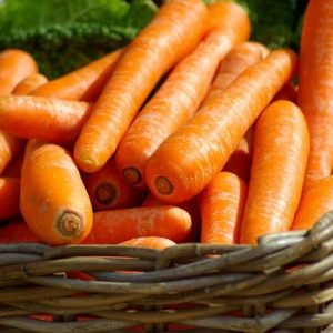 Carrot Oil