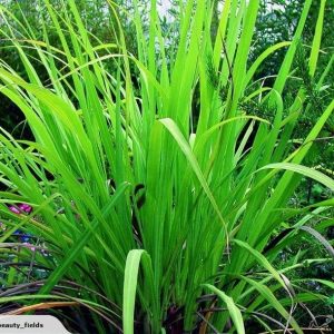 Palmarosa Essential Oil