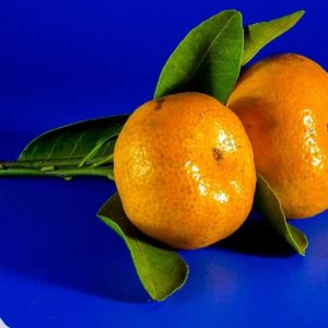 Mandarin Essential Oil