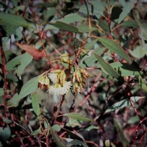 eucalyptus oil
