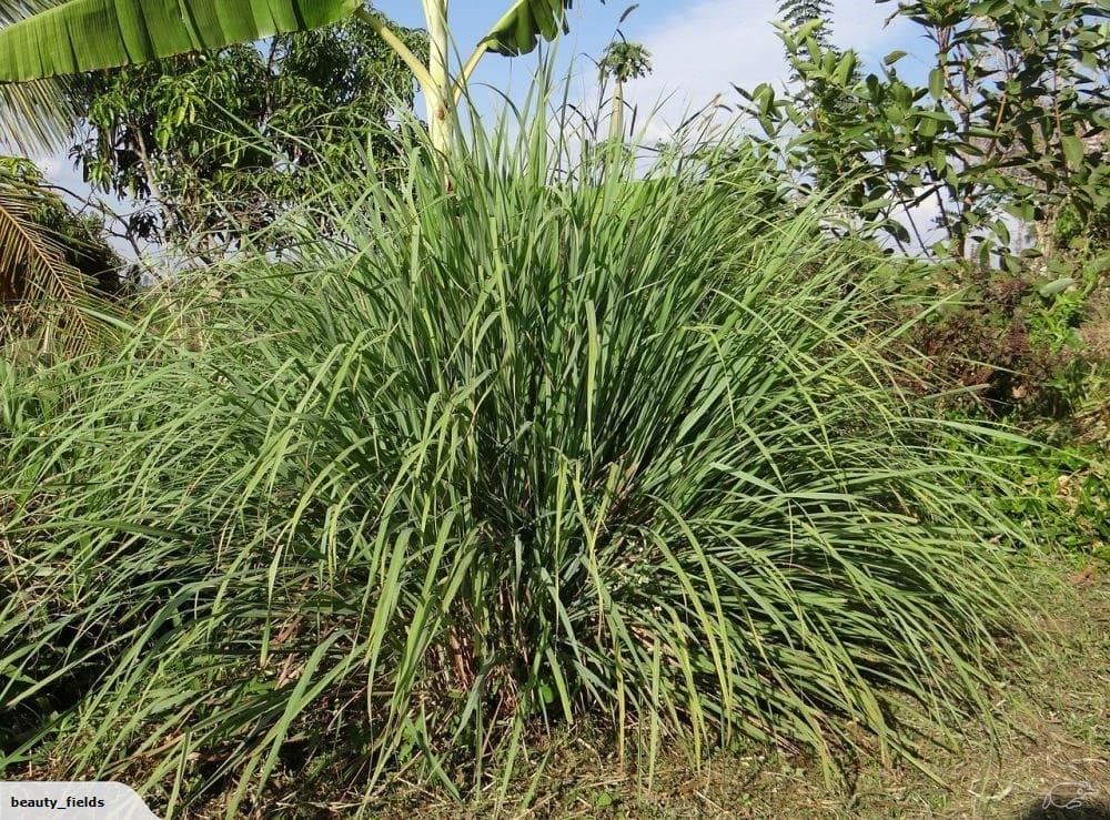 Lemongrass Essential Oil