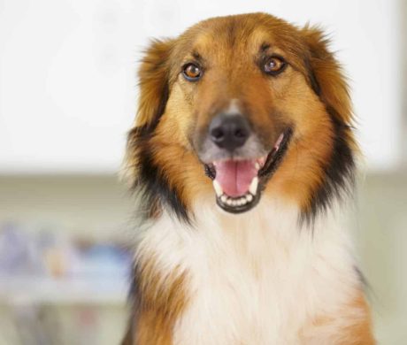 וטרינרים מומחים בנהריה וטרינרים מומחים בנהריה