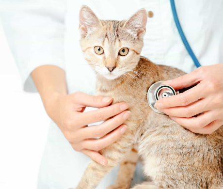 Female veterinary checkup with stethoscope a kitten Unrecognizable female veterinary doctor checkup with stethoscope a cute kitten of ginger color, cat staring at camera.
