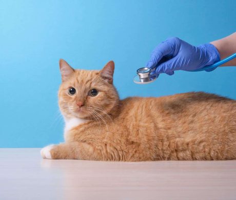 veterinarian listens to the heart and lungs of the cat with a stethoscope, the cat lies on the table, blue background, copy space, veterinary medicine concept veterinarian listens to the heart and lungs of the cat with a stethoscope, the cat lies on the table, blue background, copy space, veterinary medicine concept