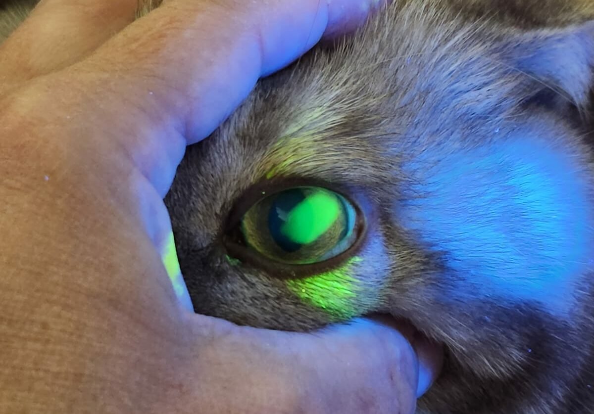 офтальмология для собак и кошек